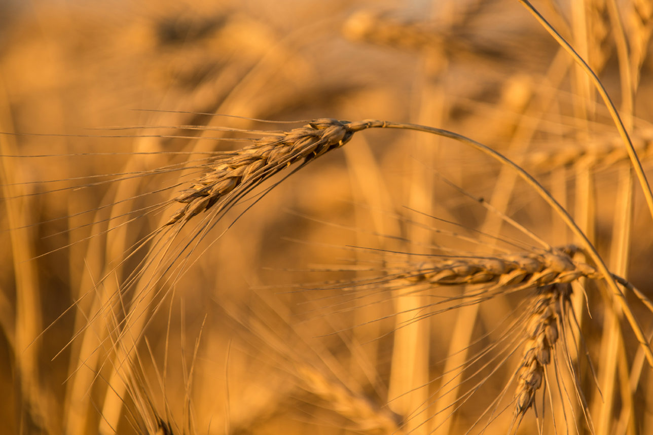 durum-versus-spring-wheat-emerge-ag